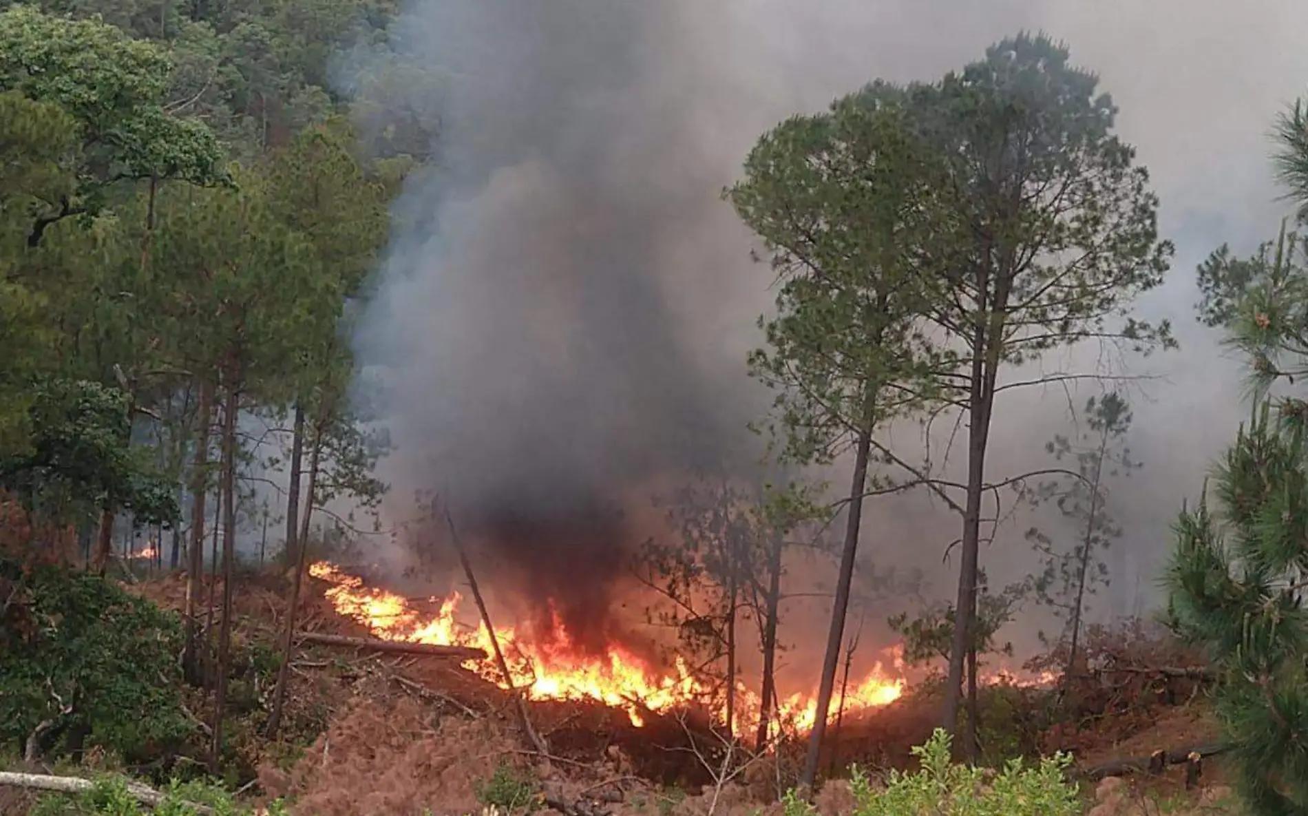 Incendio Forestal 1